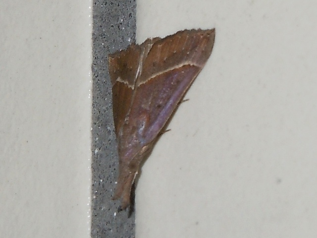 �������ĥ�