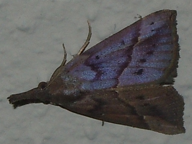 �������ĥ�