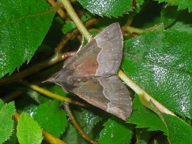 ��ޥ������ĥ�