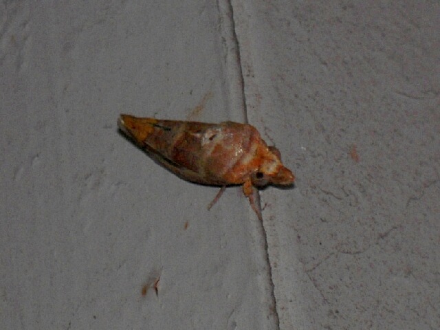 �ҥᥨ�����