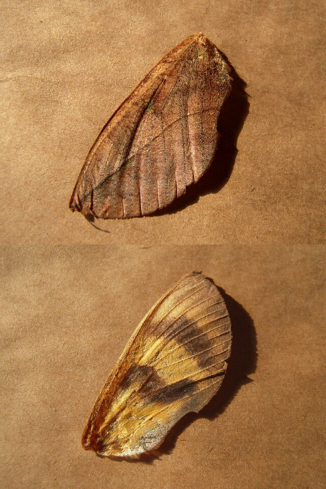 �����ӥ��Υ�