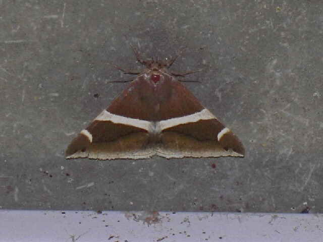 �ۥ����ӥ����֥ȥ�����