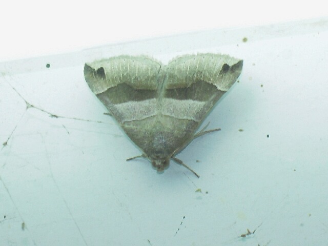 �ҥᥢ���֥ȥ�����