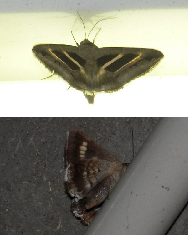 �ʥ�����������