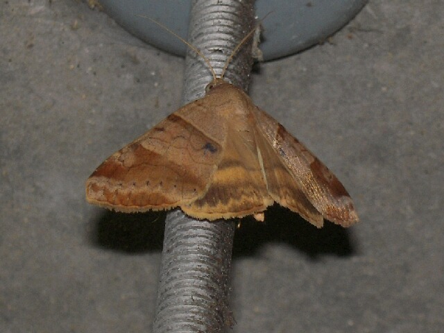 ���������󥯥���