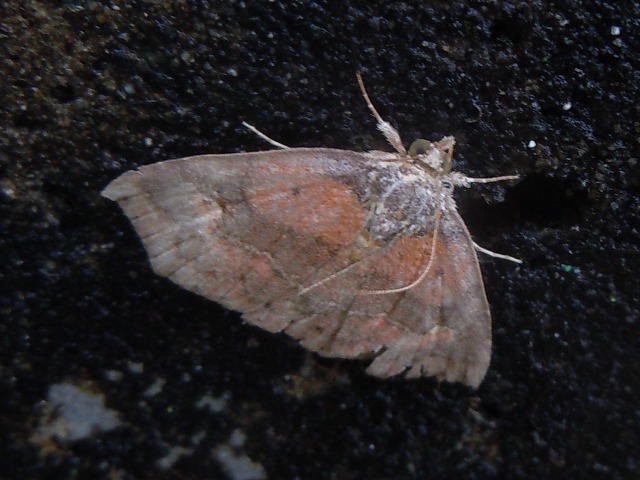 ���祦����ĥޥ��ꥢ�ĥ�