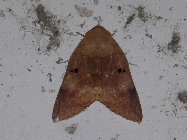 �९�����Υϡ�����