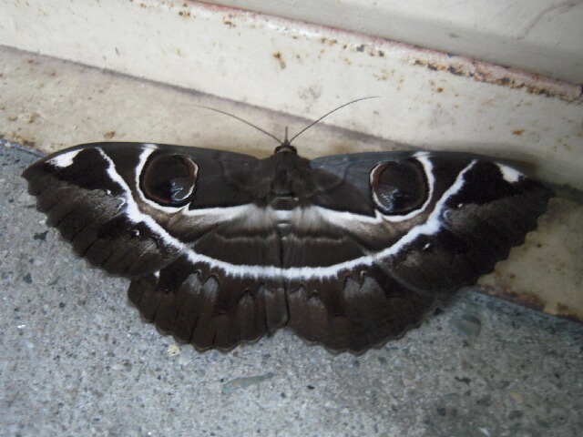 �����ȥ⥨