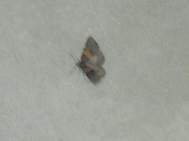 ���䥷��ե�����