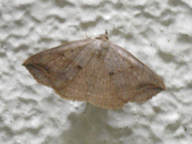 �������󥯥���