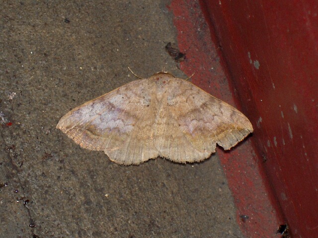 �������󥯥���