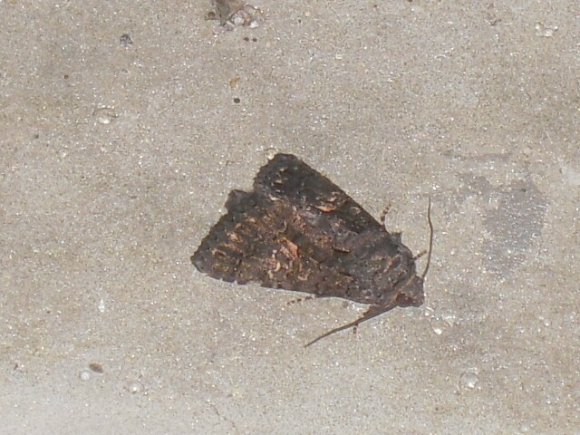 �ʥ�����������