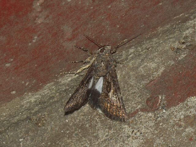 �ʥ�����������