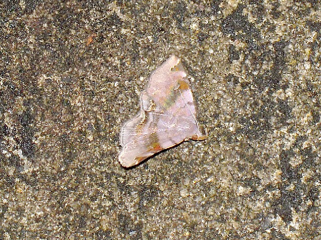 ��饵���ҥ᥯����