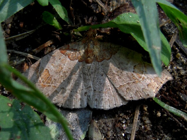 �����٥˥ĥޥ��ꥢ�ĥ�