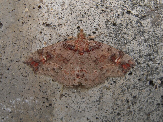 ������ĥޥ��ꥢ�ĥ�