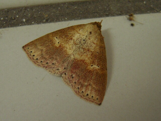 ���ȥ����٥˥��ĥ�