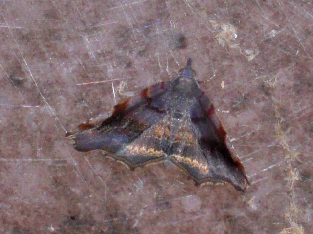 ��󥴥ĥޥ��ꥢ�ĥ�