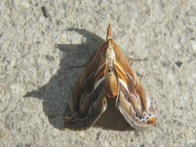 �˥��ߥ��ɥ��ĥ�