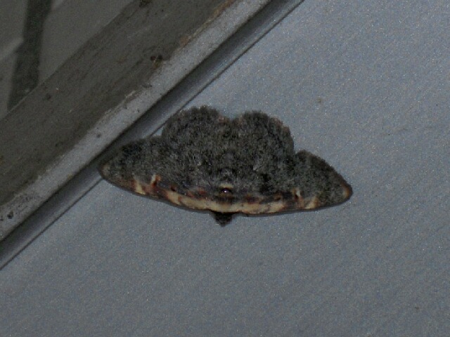 �ޥ��������ĥ�