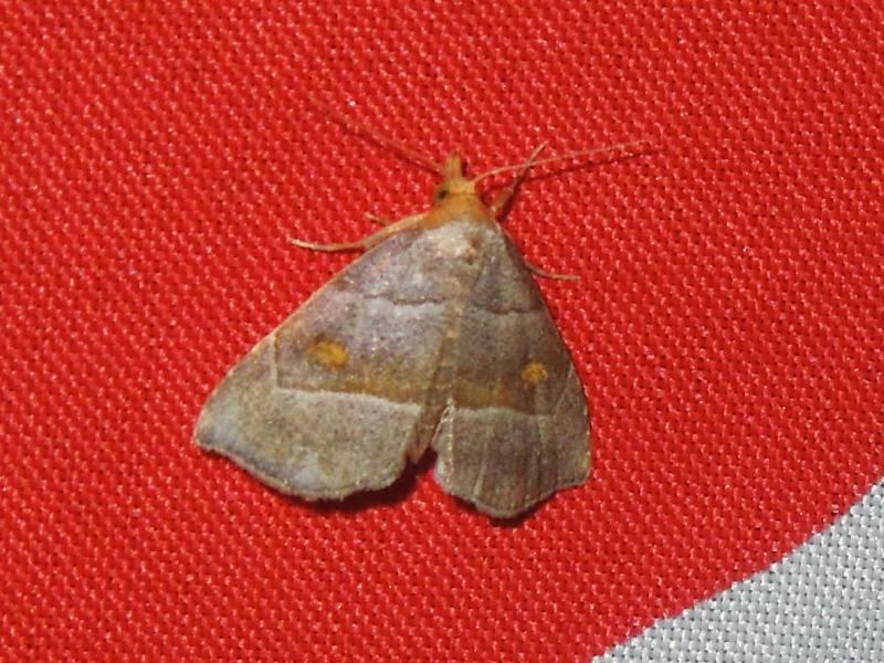 ���ܥ����ĥ�