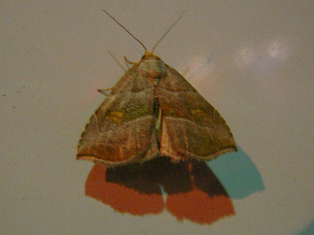 ���ܥ����ĥ�