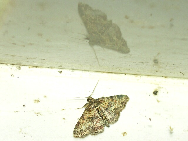 �����������˥���󥢥ĥ�