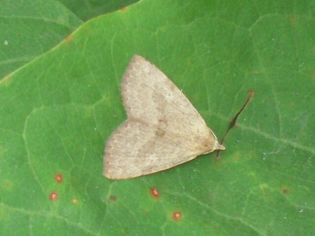 ���ȥإ�ҥȥۥ����ĥ�