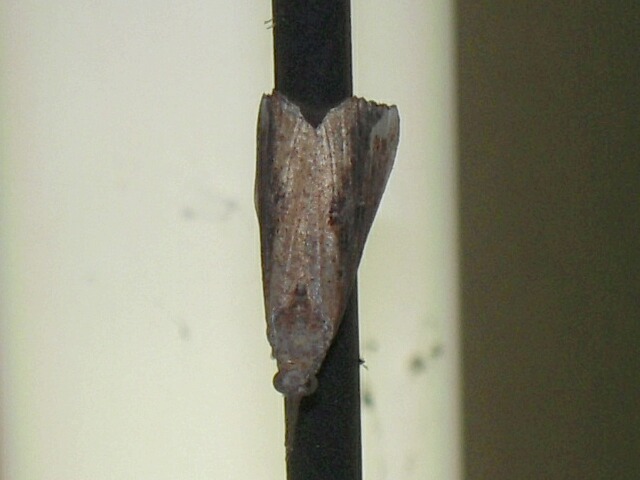 ������󥢥ĥ�