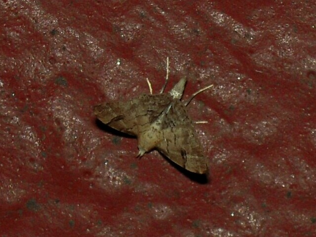 ��������ӥ��ĥ�