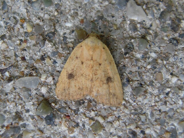 �����ƥ󥫥Х��ĥ�