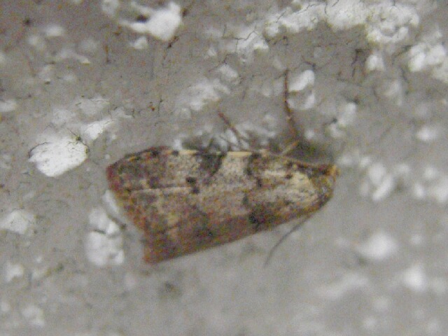 �ե��ƥ���ӥ��ĥ�