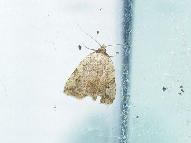 �ե��ƥ���ӥ��ĥ�