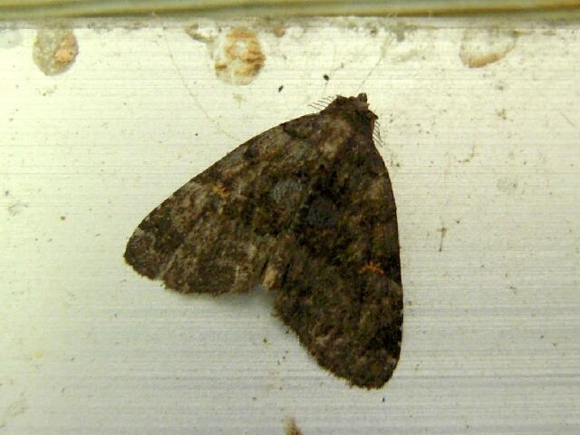 ���ӥ������ĥ�