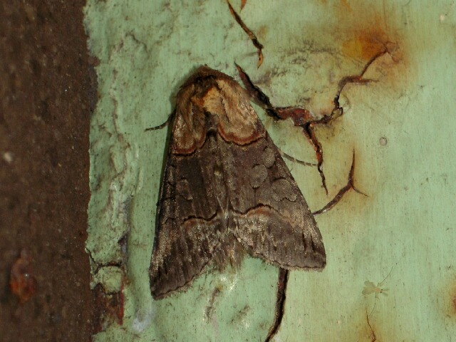 �����ޥ��饦���