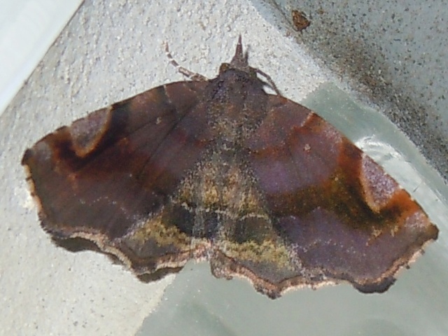 ��󥴥ĥޥ��ꥢ�ĥ�