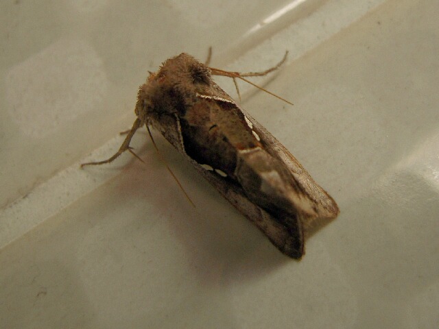 �����󥷥������