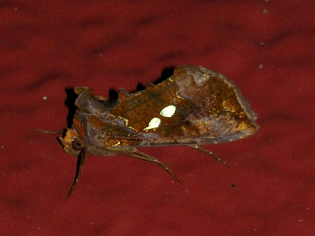 ����ܥ����󥦥��