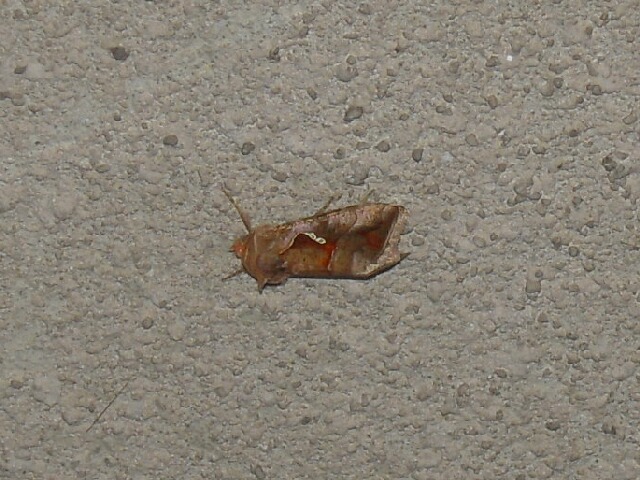 ���󥹥����󥦥��