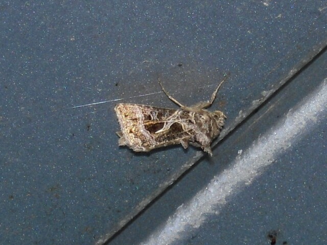 ���ߥ᥮�󥦥��