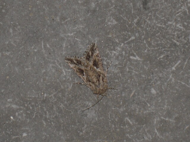 ���饯�����󥦥��