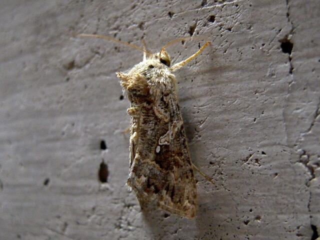 ���饯�����󥦥��