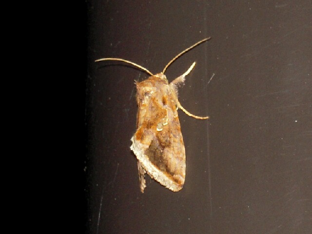 �����������󥦥��