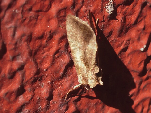 ���ꥭ�󥦥��