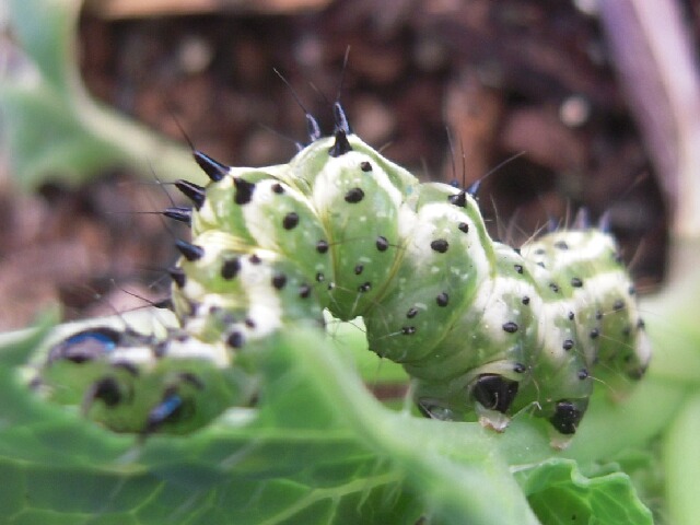 ���ꥭ�󥦥�С�����