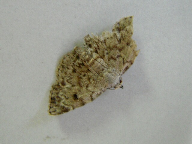 �ϥ��������䥬