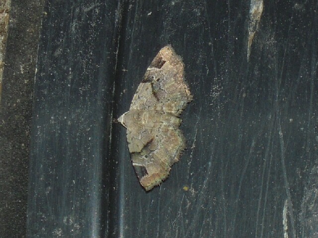 �����ϥʥ��䥬