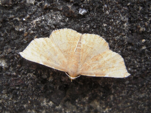 ���Х������ޥ��䥬