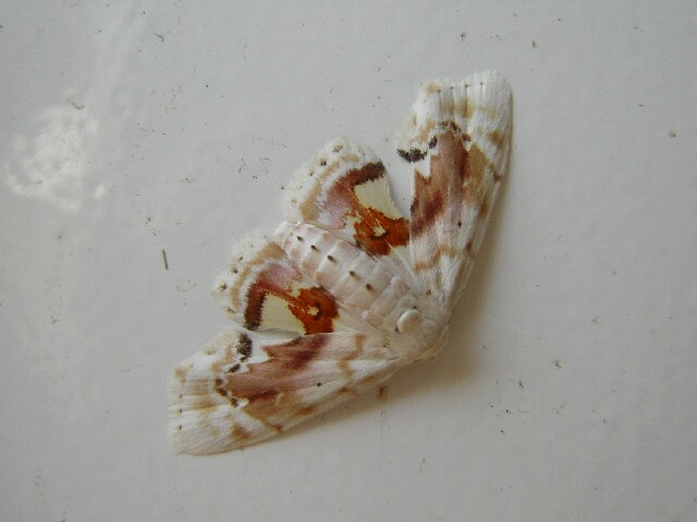 �٥˥����ꥳ�䥬