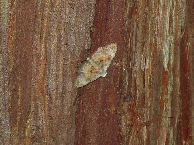 ����ۥ����䥬